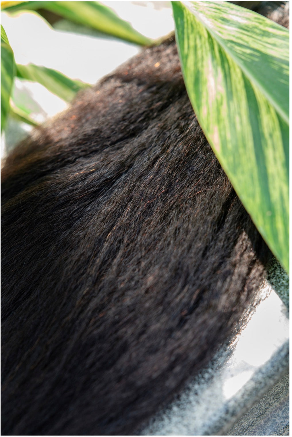 Palm Pressed Natural Bundles